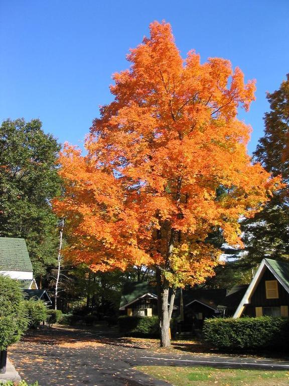 Amber Lantern Efficiency Cottage Lake George Bagian luar foto